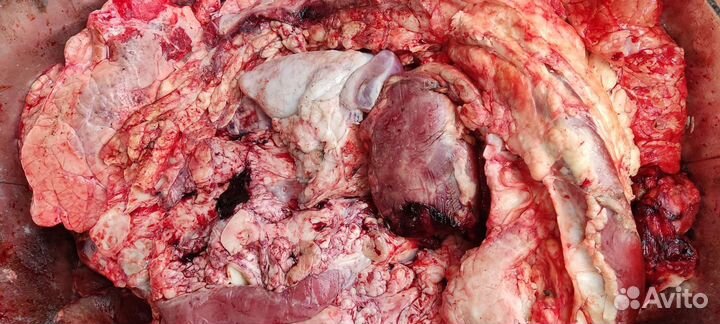 Бычий корень, Корм для собак