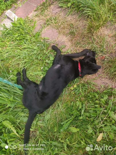 Собака в добрые руки