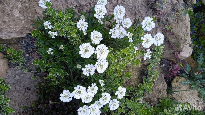 Многолетние цветы