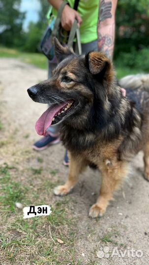 Самач пушистая собака хочет домой