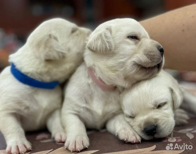 Щенки Лабрадора