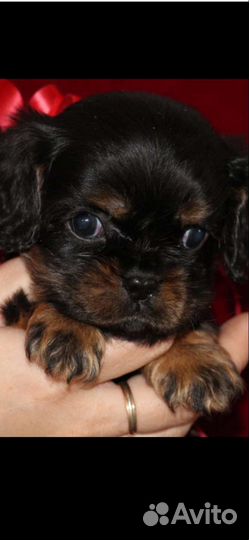 Кавалер кинг чарльз спаниель