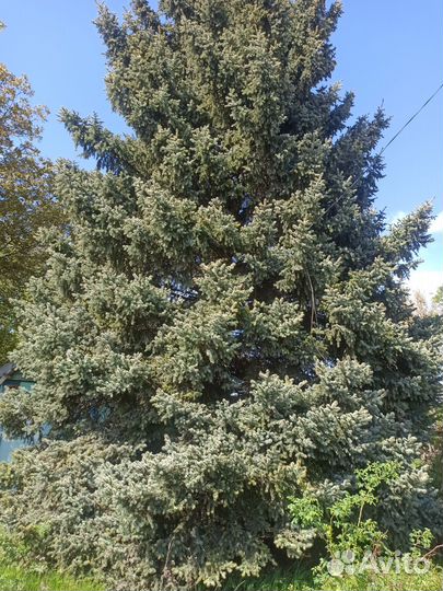 Ель голубая крупномер