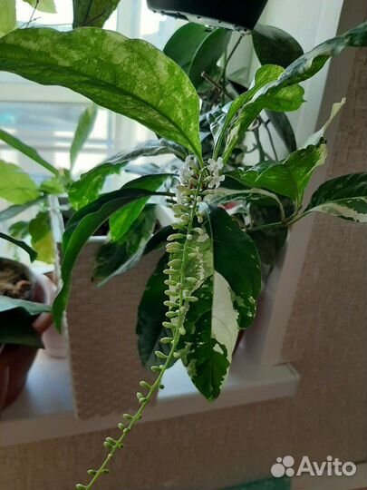 Фикусы, Фагрея вариегата, Аглайя, метросидерос