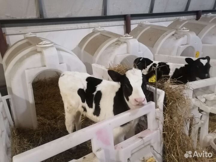 Телята бычки