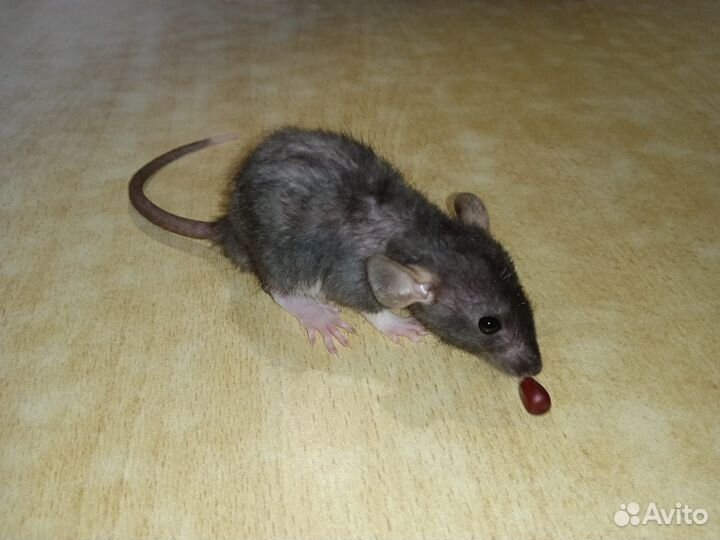 Крысы дамбо