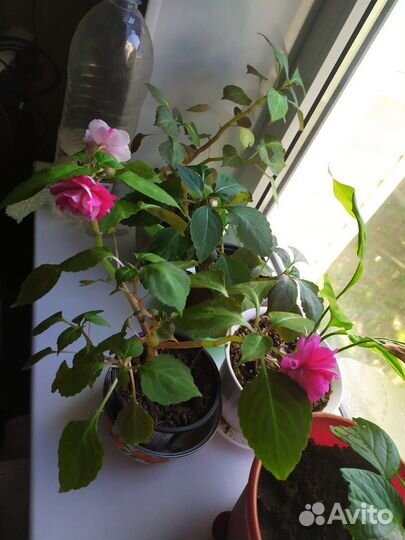 Продам цветы комнатные