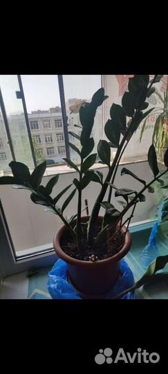 Замиокулькас