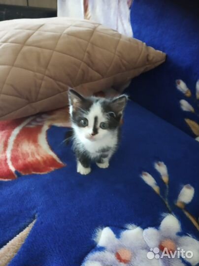 Кошка в дар