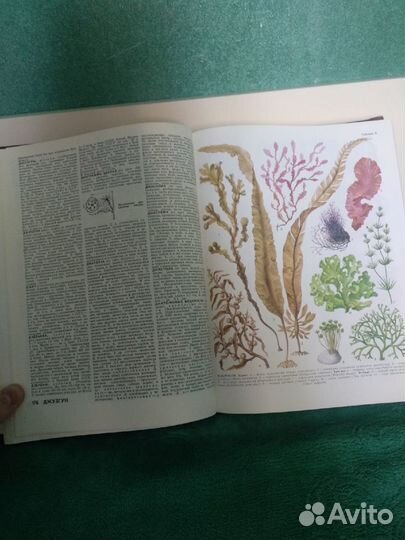 Биологический энциклопедический словарь 1989