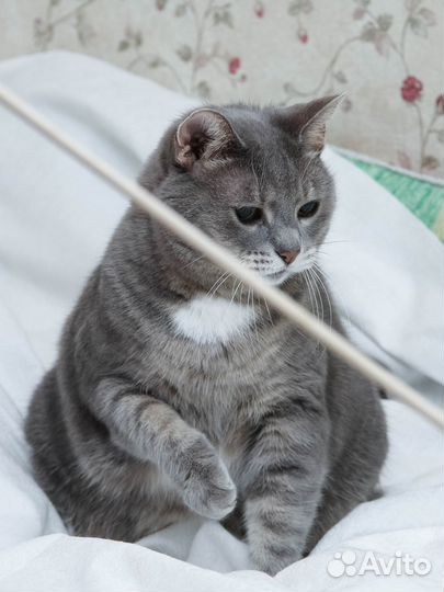 Голубая кошка Люся метис британки в дар