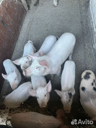 Поросята