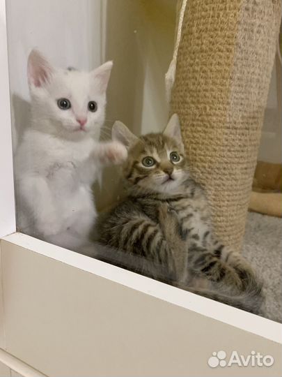 Котята мальчики