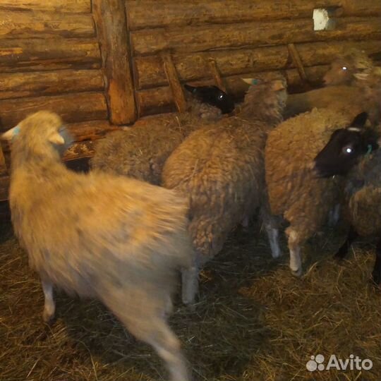 Мясо баранина