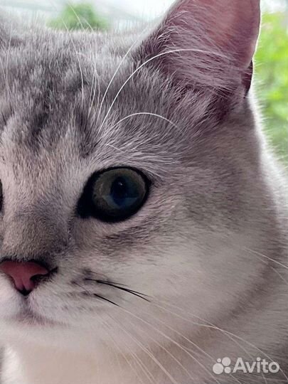 Кот для вязки. Британская Серебристая Шиншила