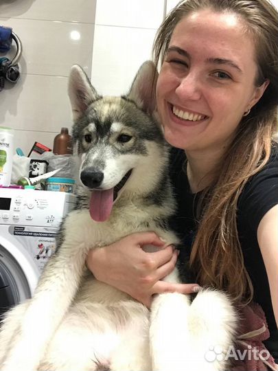 Передержка кошек