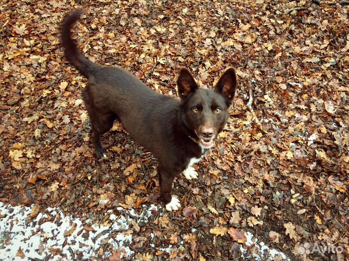 Собака в добрые руки