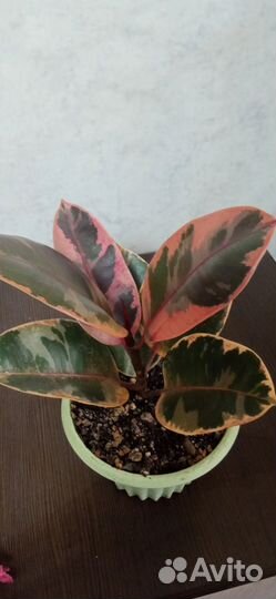 Комнатные цветы