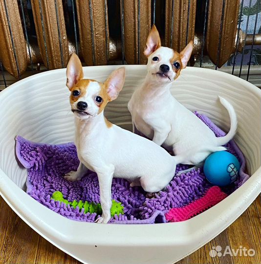 Милые крохи