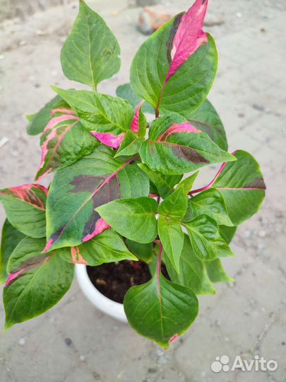 Альтернонтера