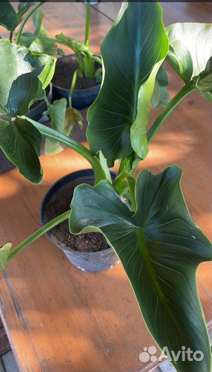 Излишки домашних цветов. Домашние каллы