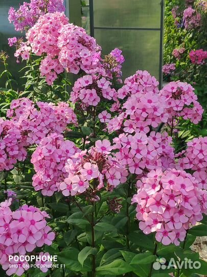 Многолетние растения для сада и дачи