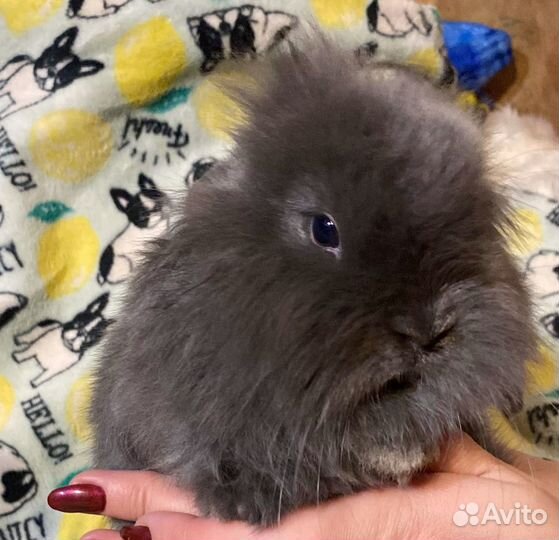 Декоративные кролики вислоухие