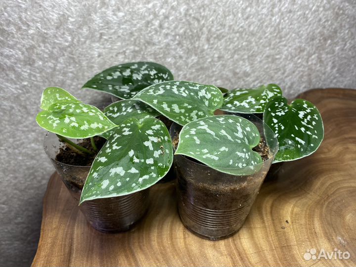 Сциндапсус пиктус