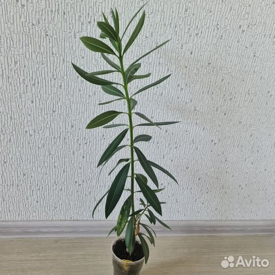 Олеандр белый