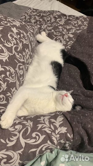 Кот