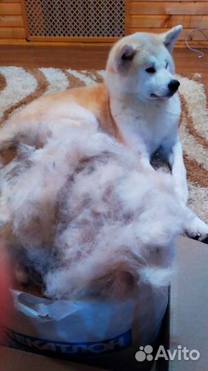 Шерсть собачья Акита ину