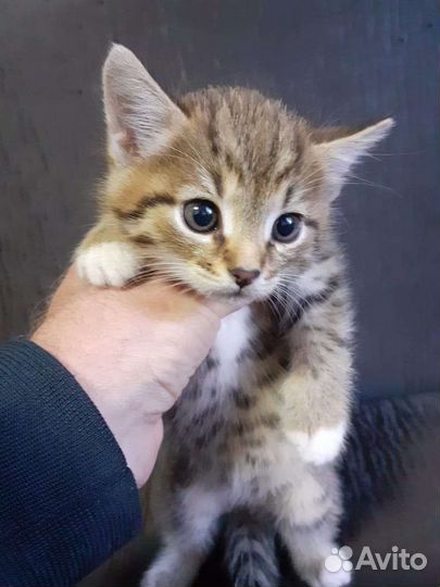 Котенок в дар бесплатно