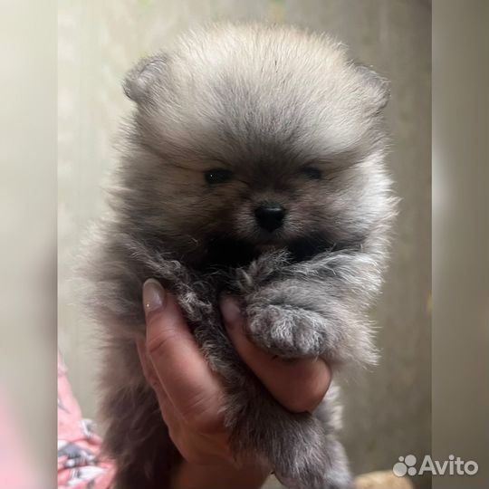 Померанский шпиц