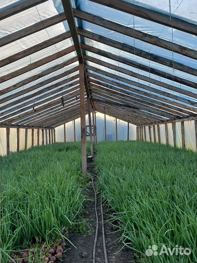 Зеленый лук Бессоновский