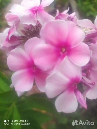 Многолетники для сада