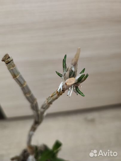 Дендрофаленопсис не цветущ