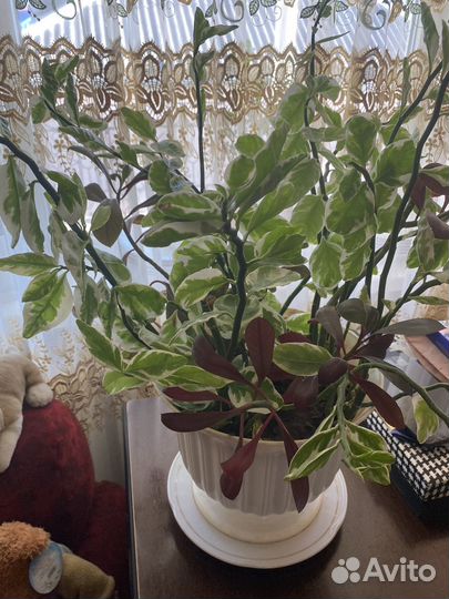 Педилантус