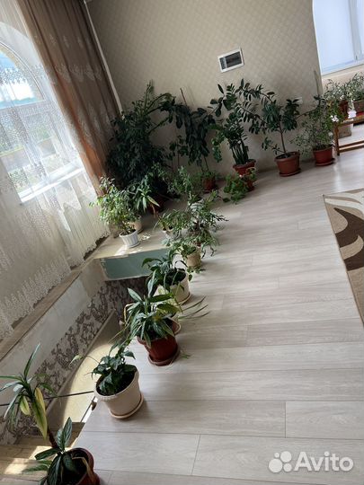 Комнатные цветы