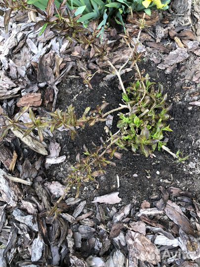 Вейгела Александрийская