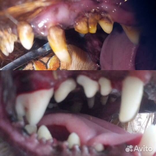 Чистка зубов ултразвуком У собак И кошек