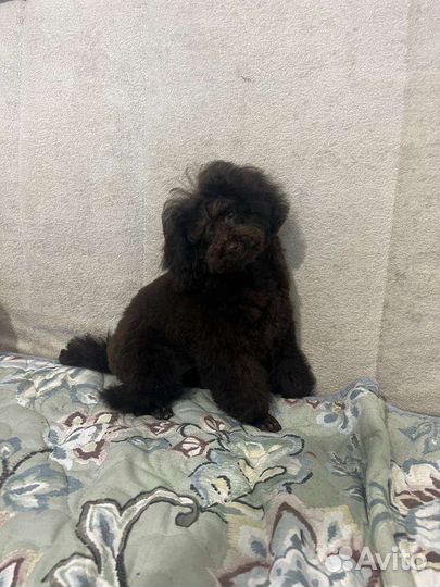 Той пудель шоколадный мальчик