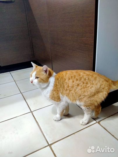 Молодой котик ищет дом