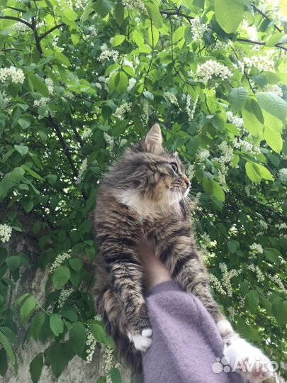 Кошка бесплатно