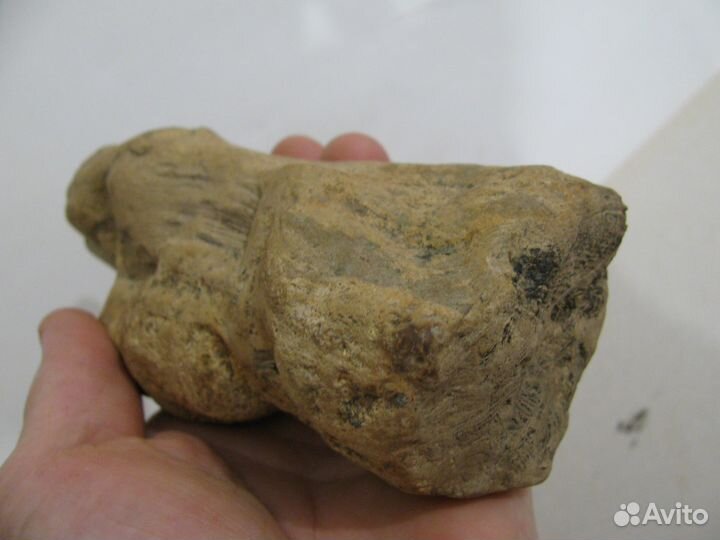 Окаменелое дерево (в коллекцию)