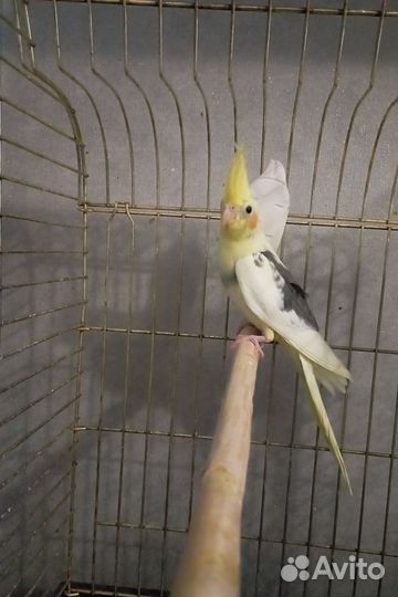 Попугай птенец Кореллы