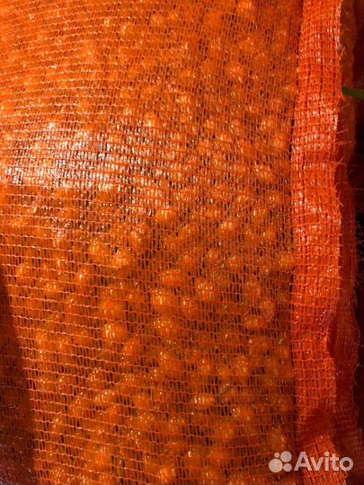 Лук севок оптом