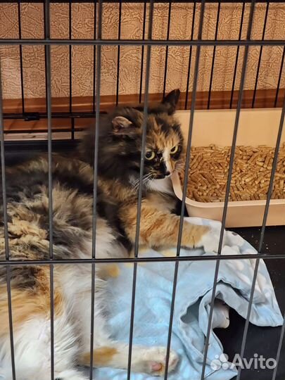 Красивая кошечка трёхцветная