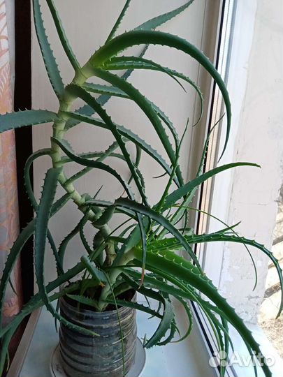 Большой алоэ (столетник) 8 лет