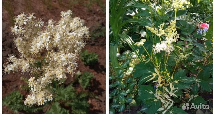 Многолетние цветы для Вашего сада
