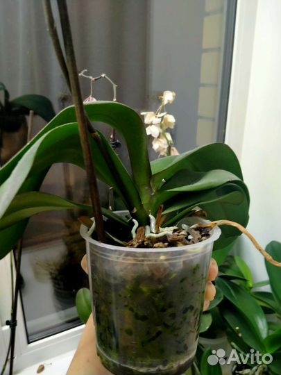 Орхидея фаленопсис frontera фронтера